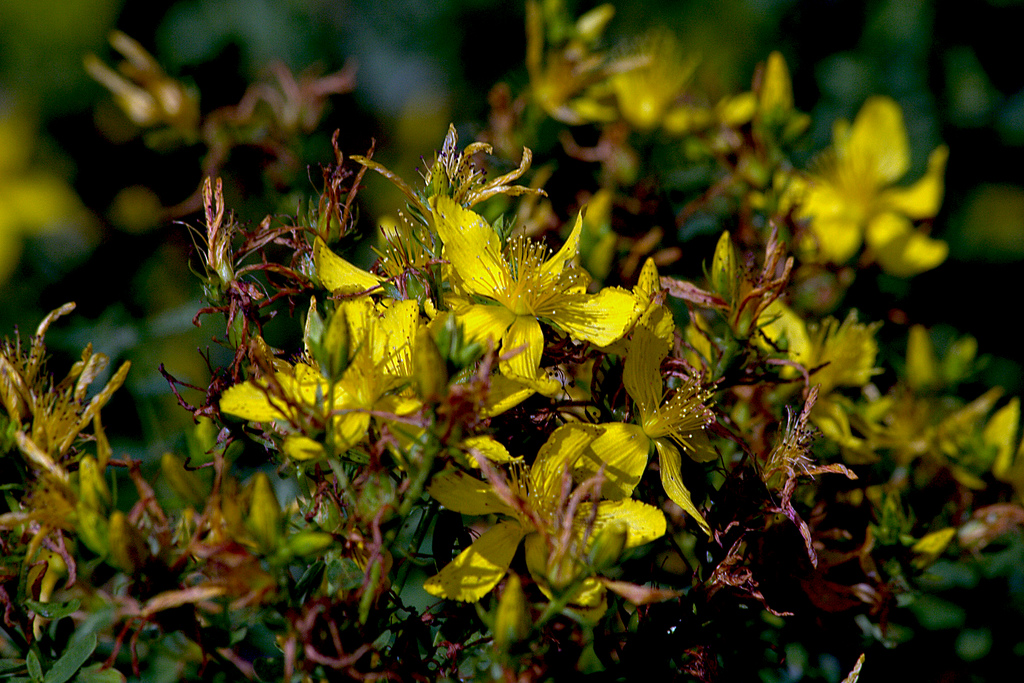 معرفی گیاهان - هوفاریقون 